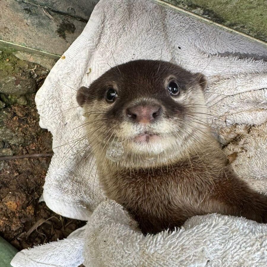 otter rescue